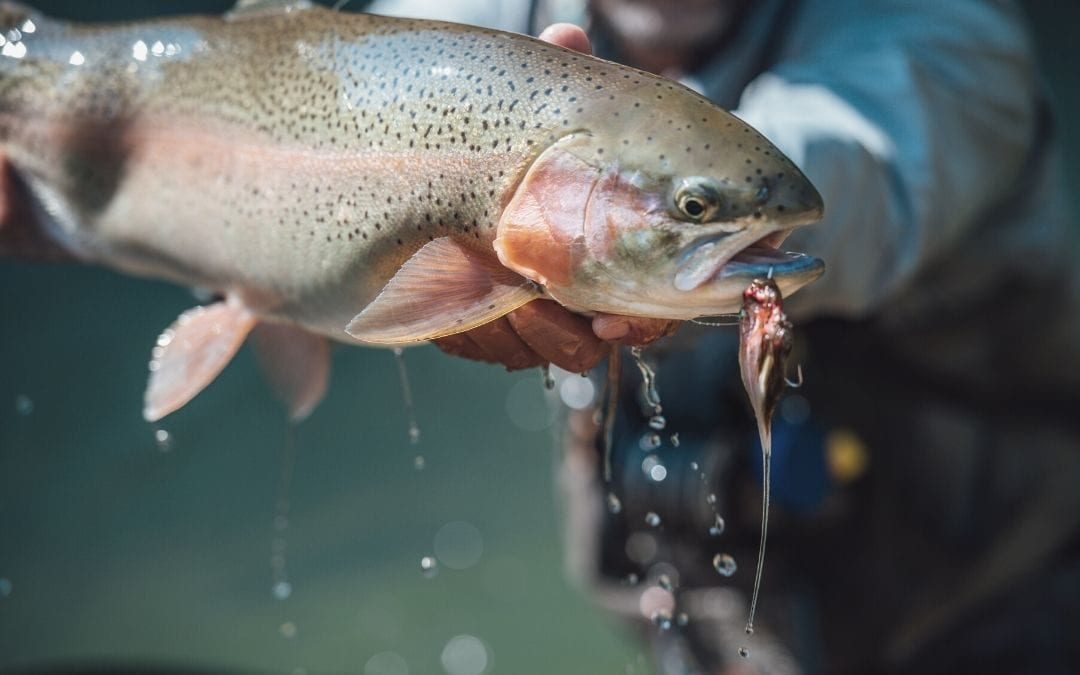 What You Need To Know About Steelhead Trout