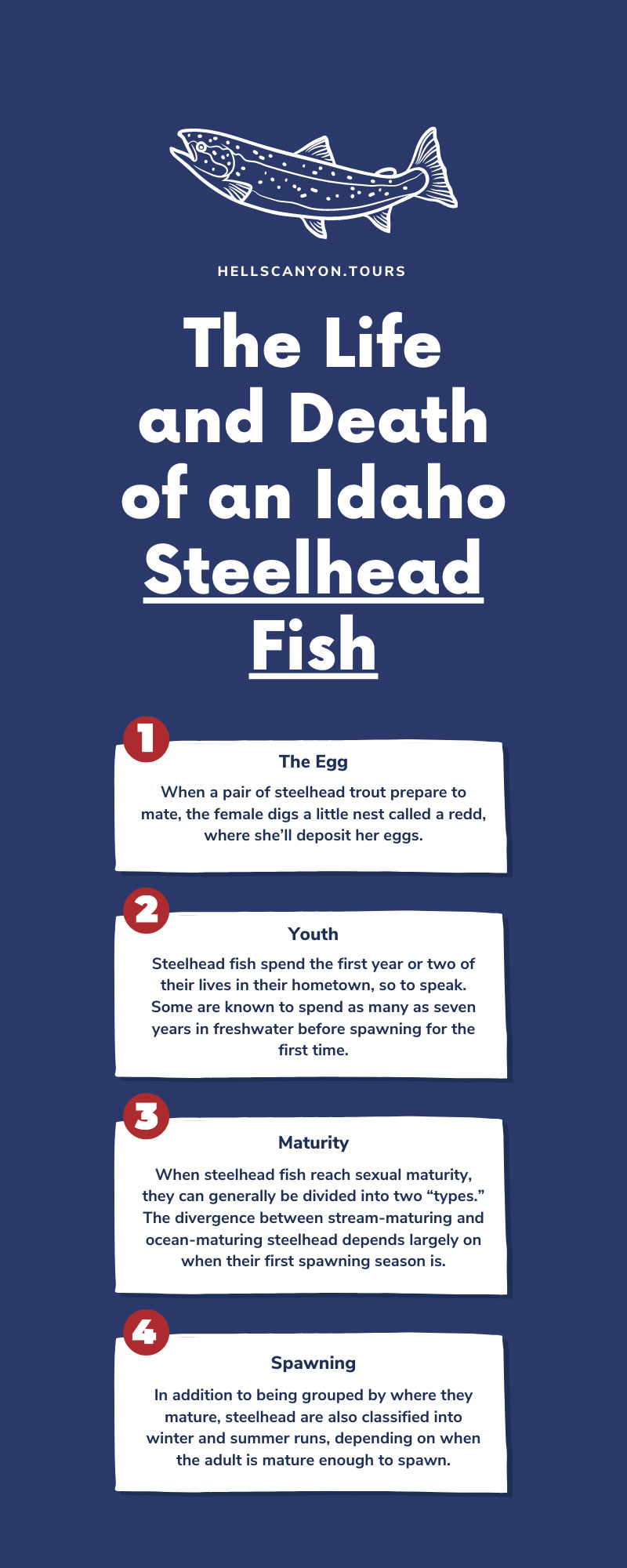 The Life and Death of an Idaho Steelhead Fish
