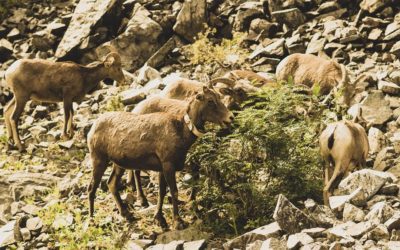 5 Things You Can Do To Protect Hells Canyon Wildlife
