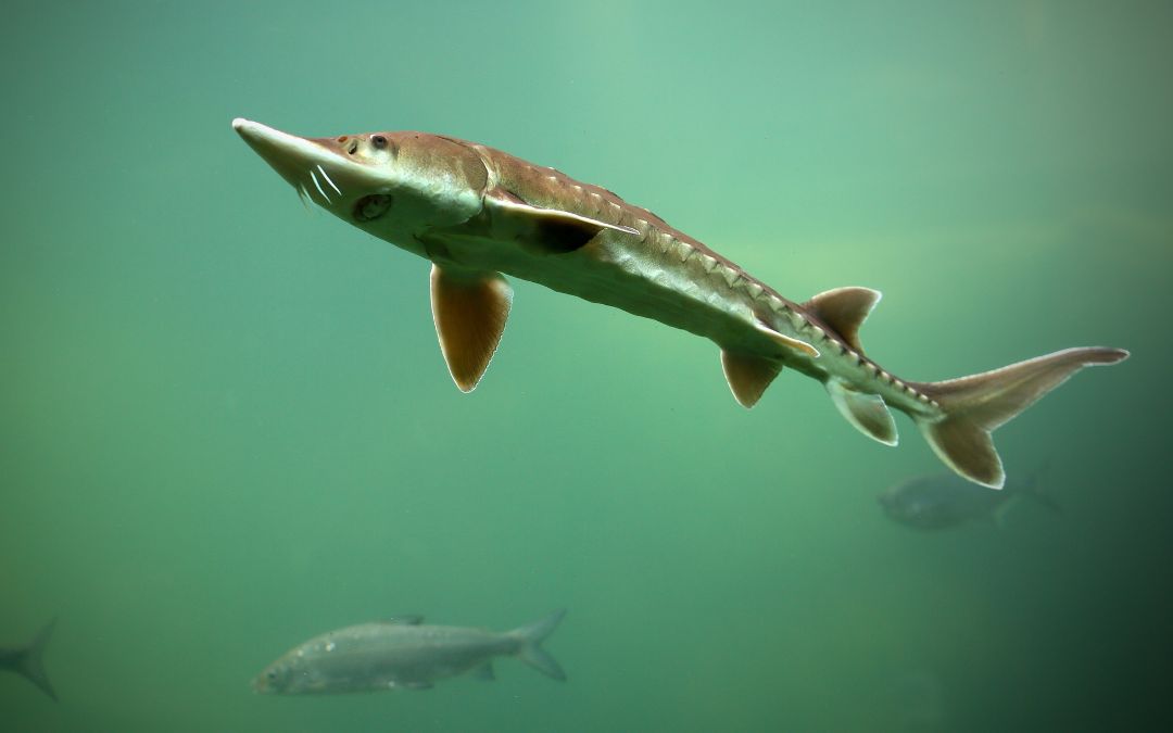 5 Tips for a Successful Sturgeon Fishing Trip