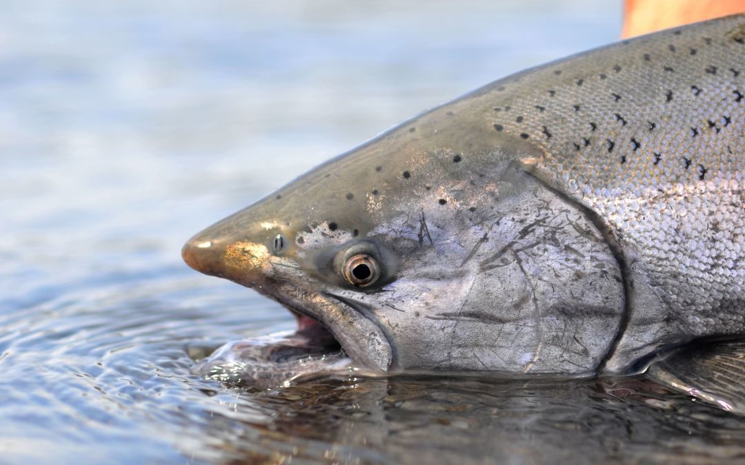 4 Tips To Help You Catch More Chinook This Season