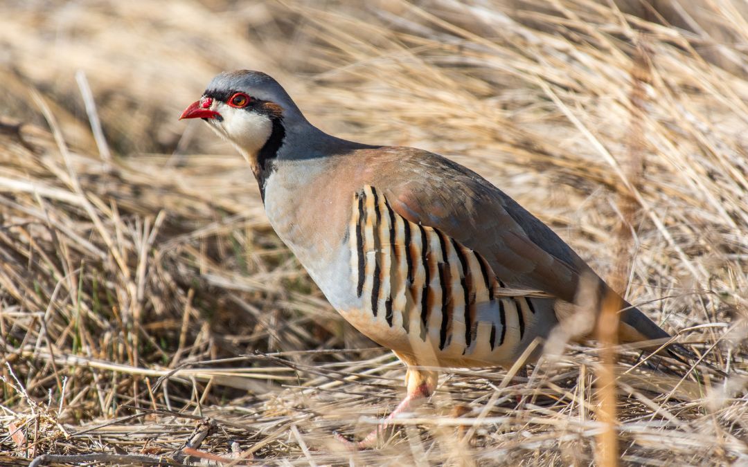 10 Tips To Help You Get Ready for Your First Chukar Hunt