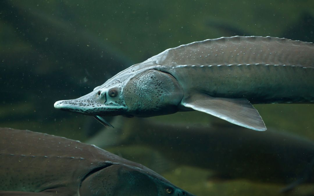 A Look at Sturgeon Conservation Efforts in Hells Canyon