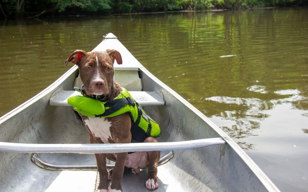4 Ways To Keep Dogs Safe During River Trips