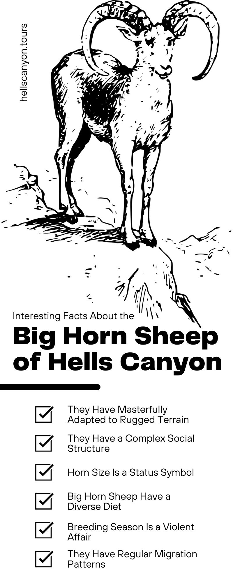 Interesting Facts About the Big Horn Sheep of Hells Canyon
