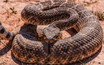 Tips for Helping Kids Avoid Rattlesnakes When Hiking