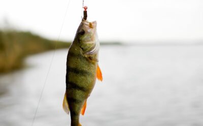 Best Catch-and-Release Practices for Sportfishing