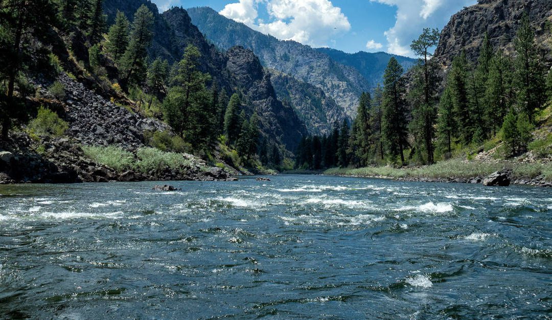 A river flows between two rocky pieces of land covered in pine trees in front of mountains.