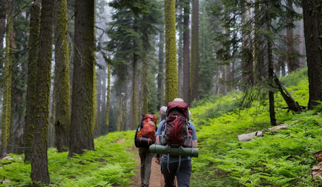 What To Expect When Visiting a National Forest in 2025