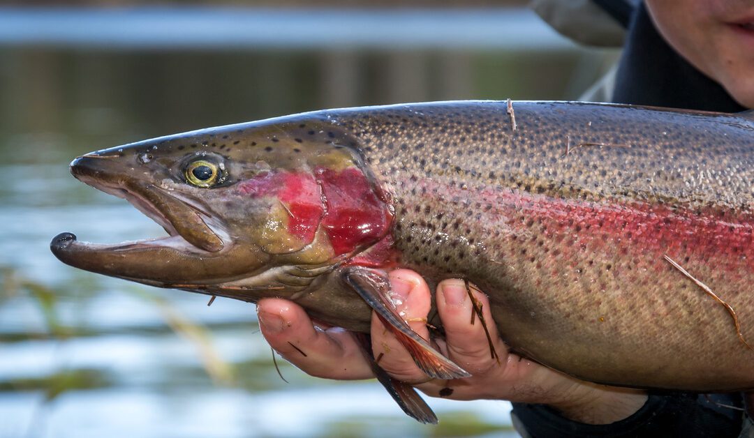 Salmon vs. Steelhead: How To Tell the Difference