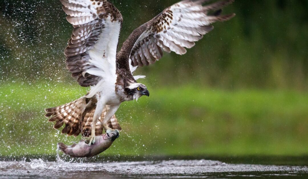 5 Tips for Spotting Osprey on the Salmon River