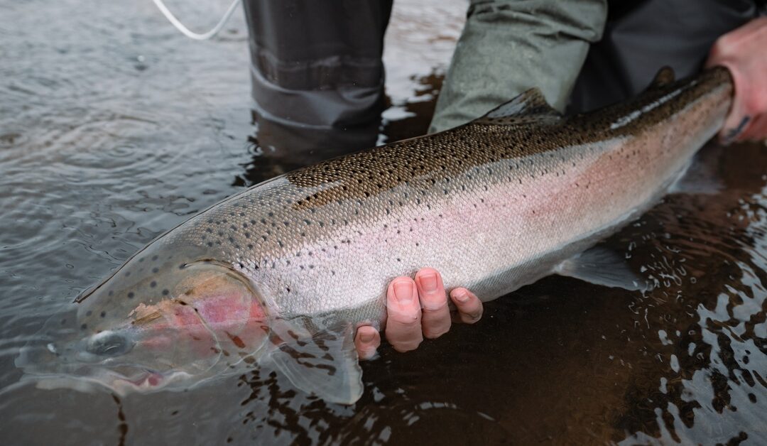 What Is Drifting & Why It Works for Steelhead Trout