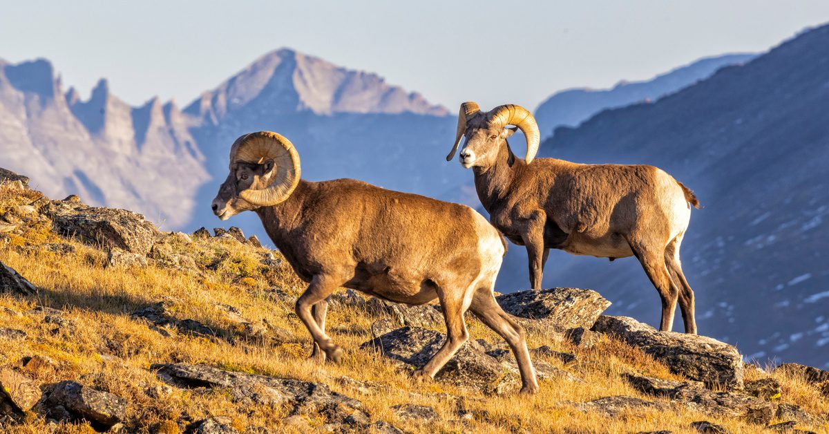 Two bighorn sheep standing on a rocky mountain slope with large curved horns and rugged peaks in the background.