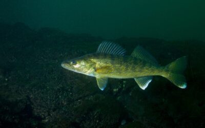 Catching Walleye in Hells Canyon’s Deep Pools
