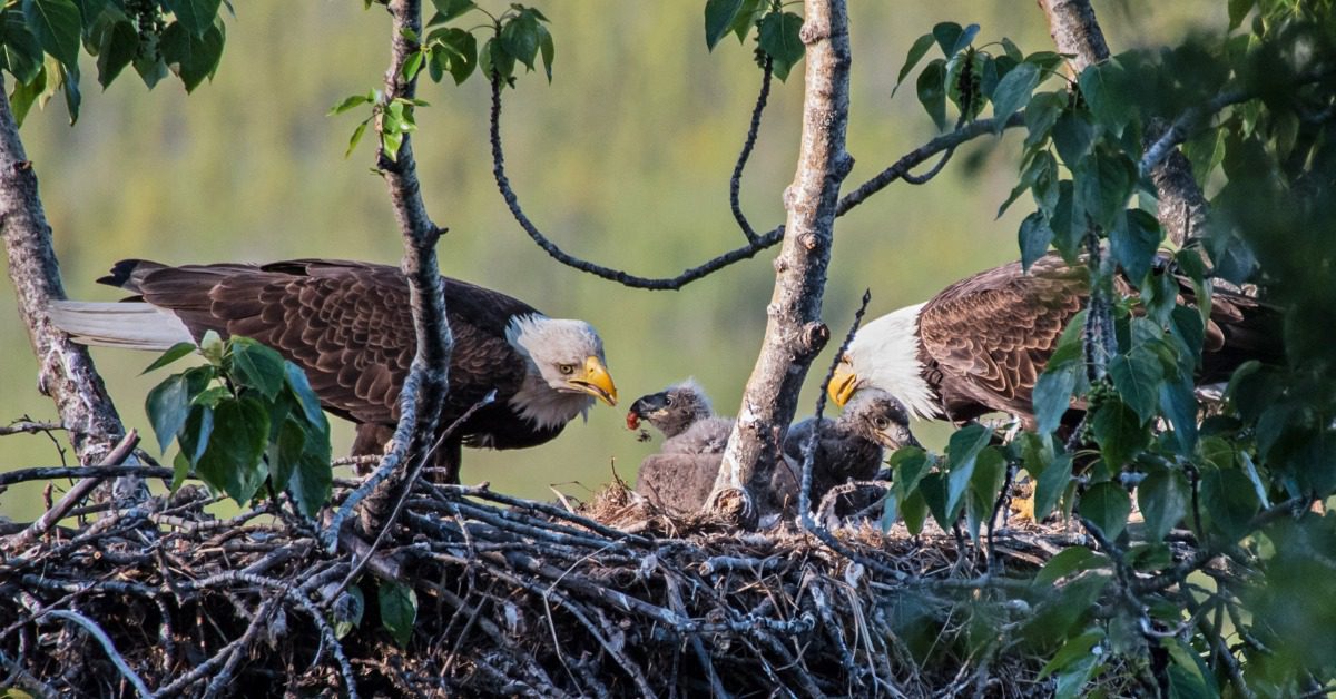Four bald eagles are perched closely together on a branch with a snowy mountain landscape in the background.