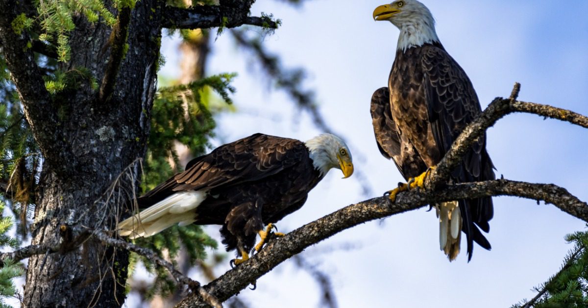 Two adult bald eagles are tending to their chicks in a large nest among the tree branches during springtime.
