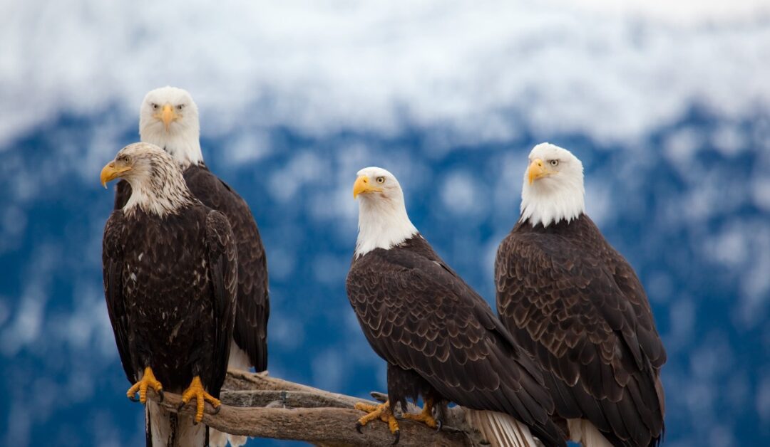 Two bald eagles are perched on a tree branch, one is looking outward, and the other is leaning forward.