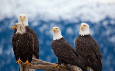 Spotting Bald Eagles Along the Snake River: A Guide