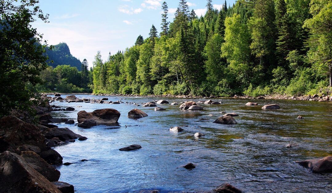 Rocky river flowing through a dense evergreen forest with clear water and tree-covered hills under a blue sky.